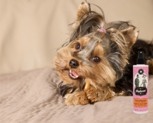 Yorkshire Terrier care guide