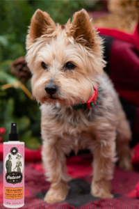 Yorkshire Terrier care guide