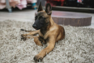 Belgický Malinois