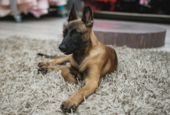 Belgický Malinois