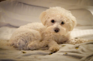 Bichon Frise