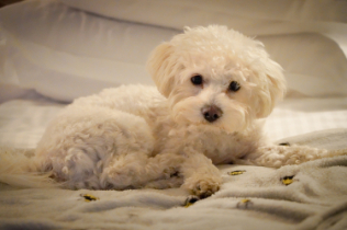 Bichon Frise