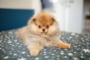 Pomeranian plemeno