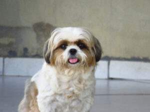 Shih Tzu plemeno