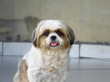 Shih Tzu plemeno